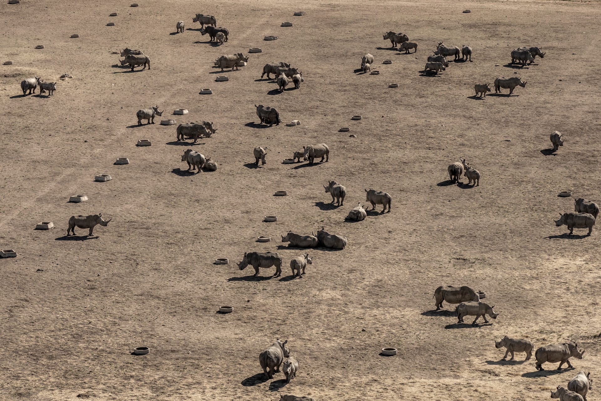 African Parks Rhino Rewilding Conservation Project
