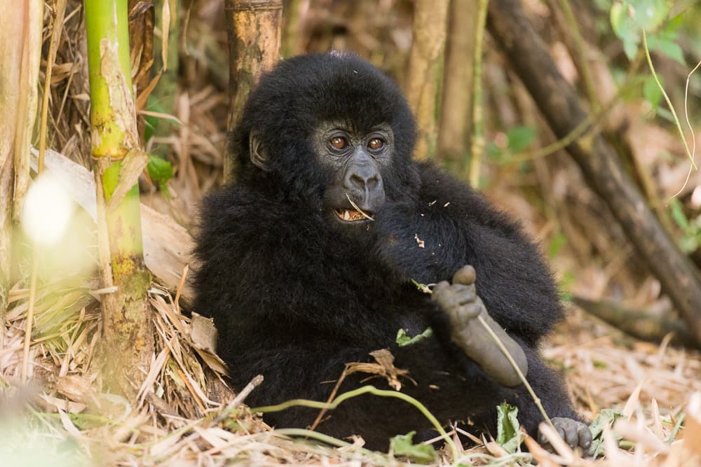 Sangha: Secrets of the Congo Forest Itinerary 2027