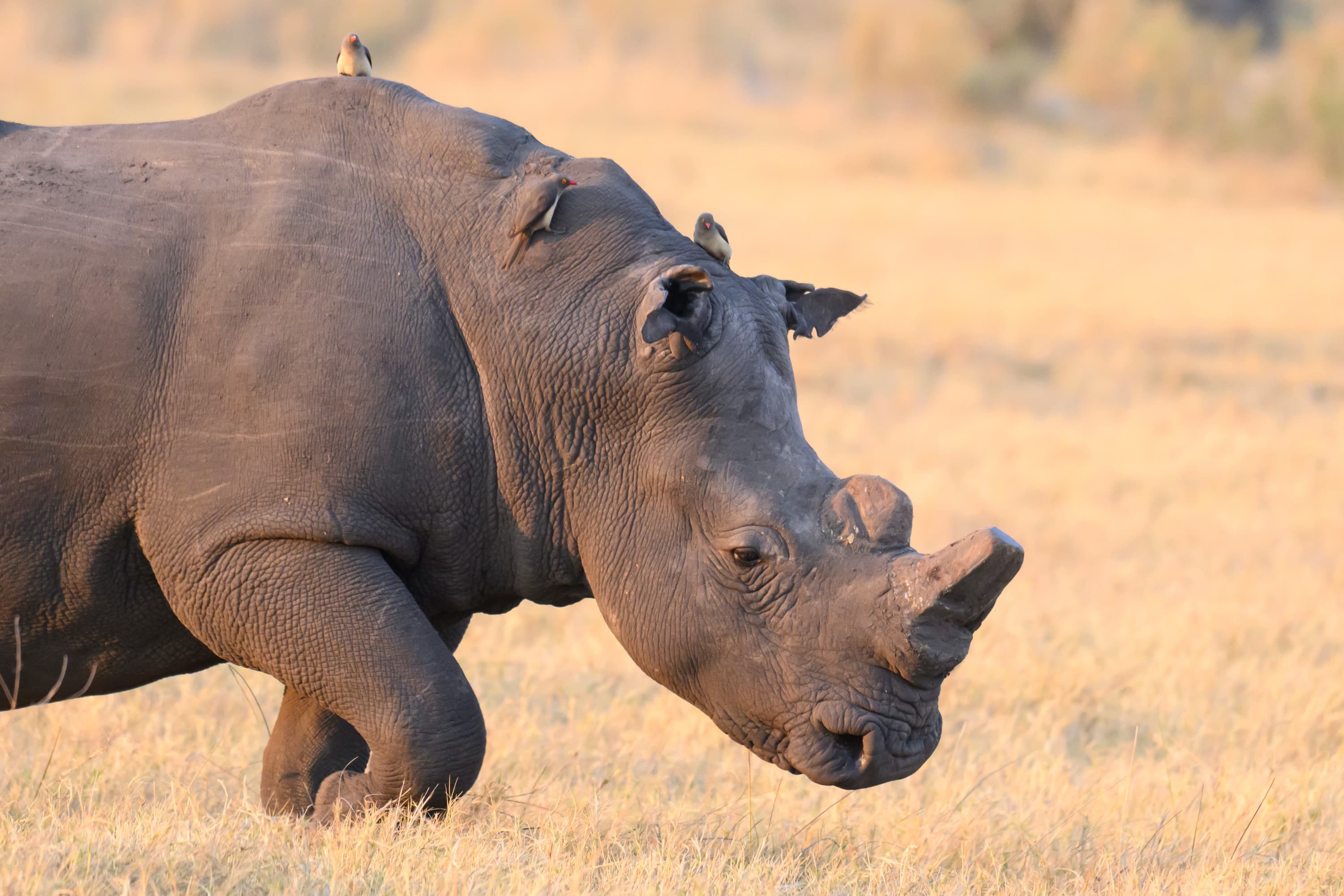 The Namibian Delta Photo Safari with Shem Compion and Danielle Carstens October 2026