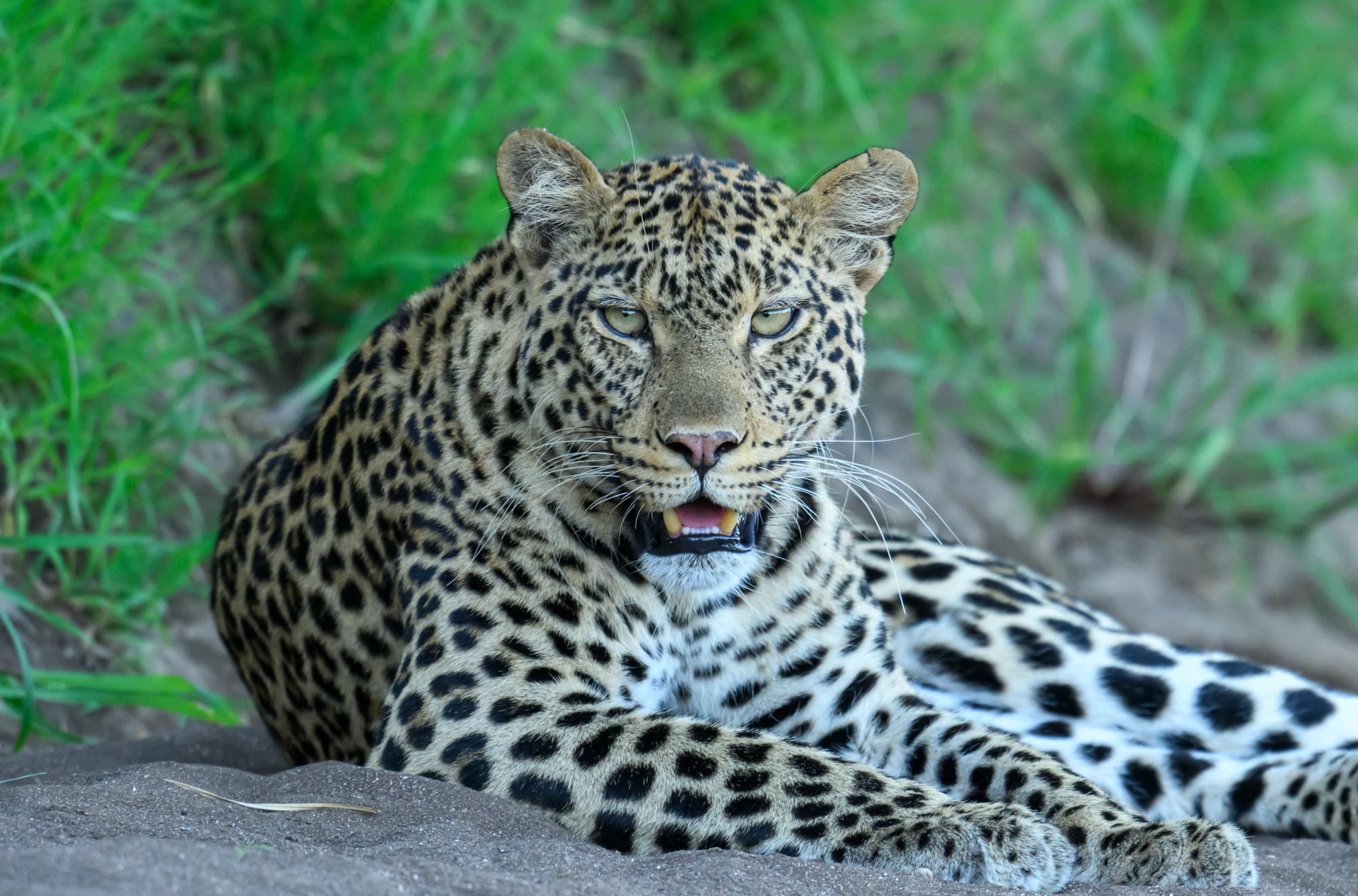 Mashatu Reserve and Hides Safari with Shem Compion June 2027