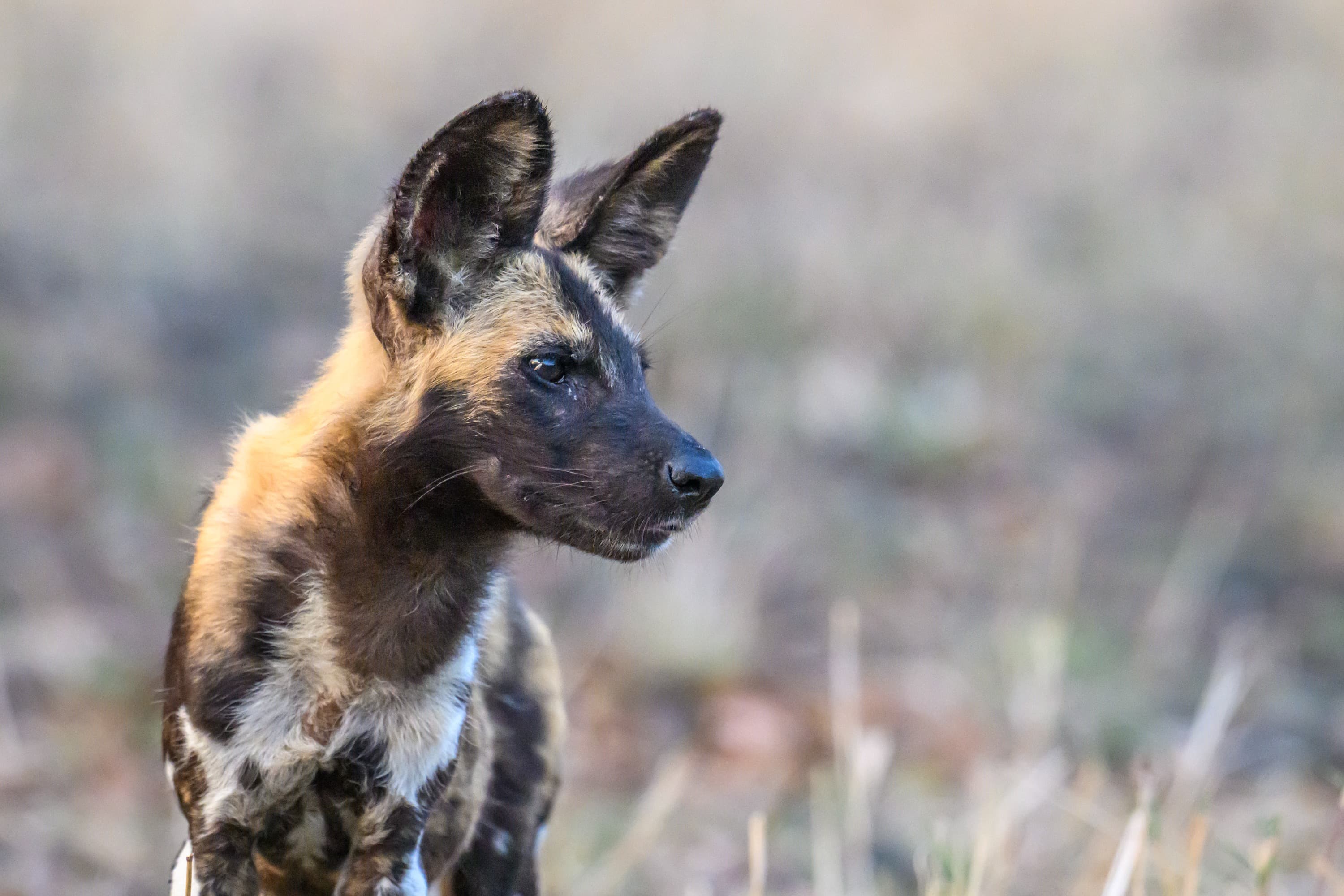 Gorongosa Classic Photo Safari with Shem Compion July 2027