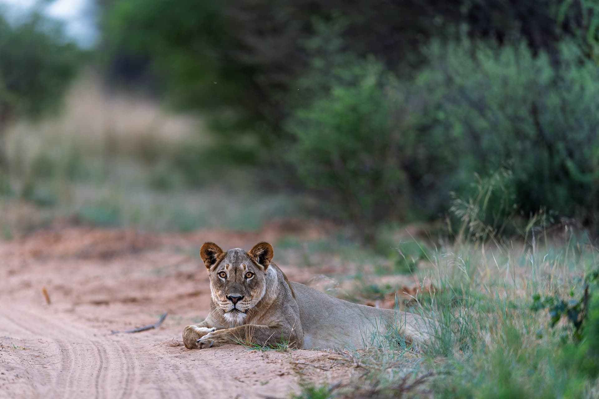 Khamab Kalahari Workshop with Darren Donovan September 2027