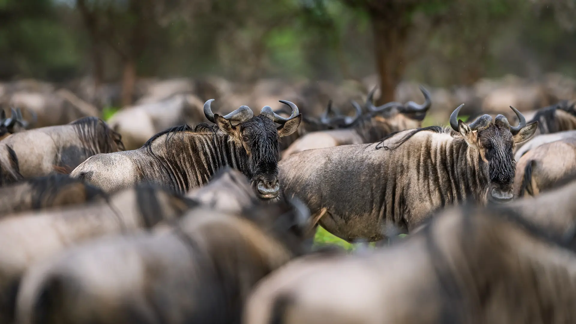 Serengeti Calving Season with Darren Donovan Feb 2027