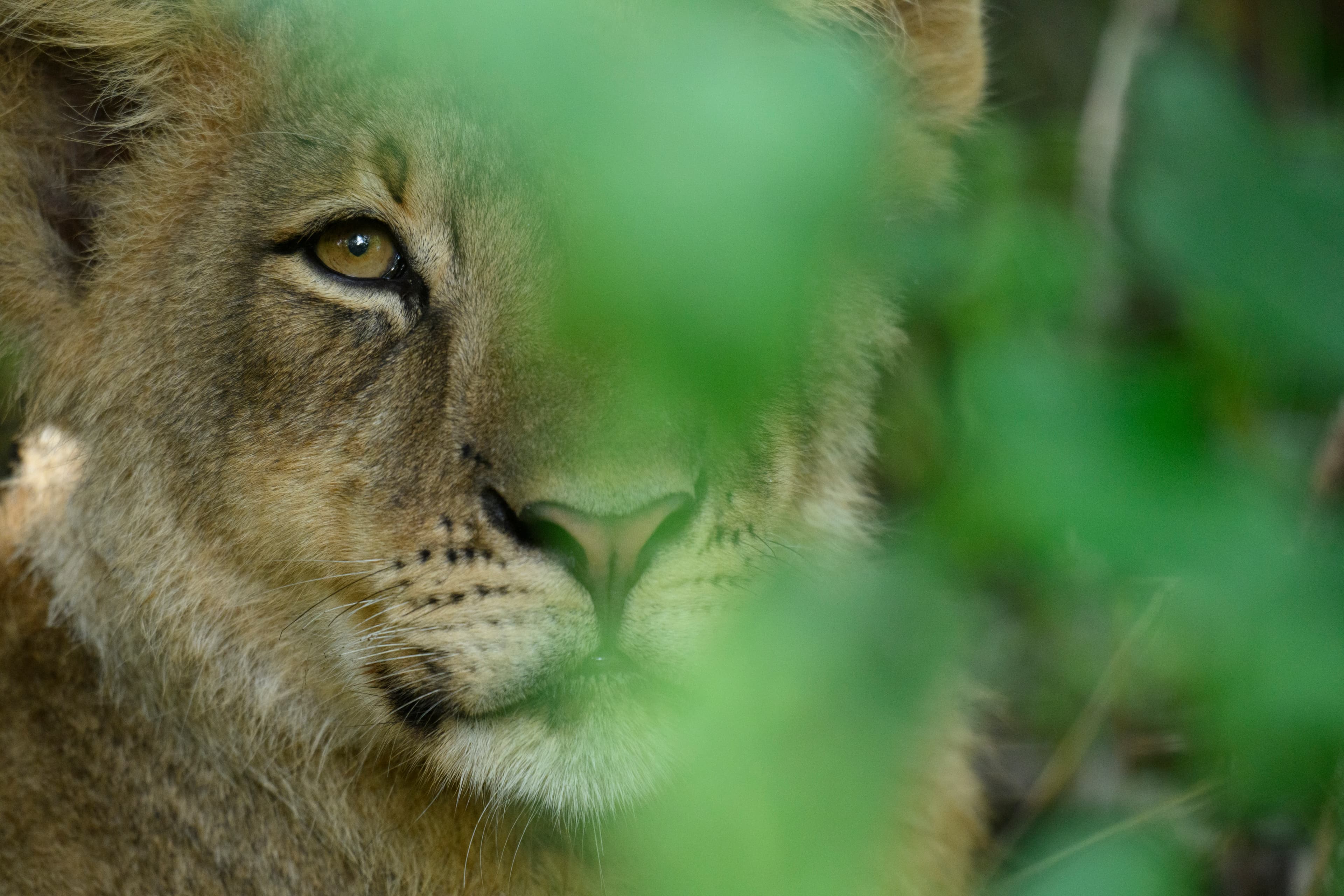 Mashatu Exclusive Photo Safari with Isak Pretorius May 2027