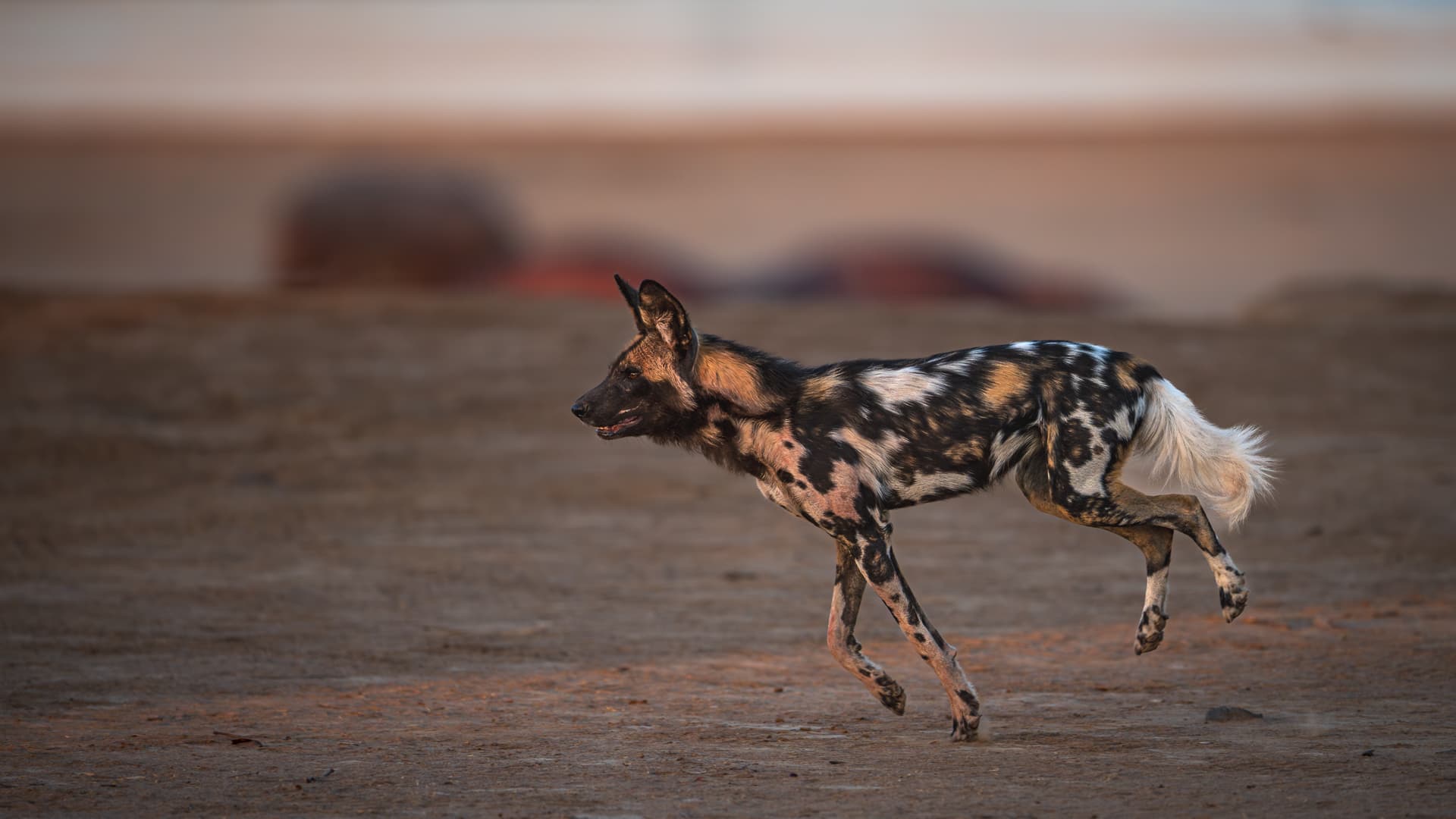 South Luangwa (Zambia) Photo Safari with Isak Pretorius August 2027