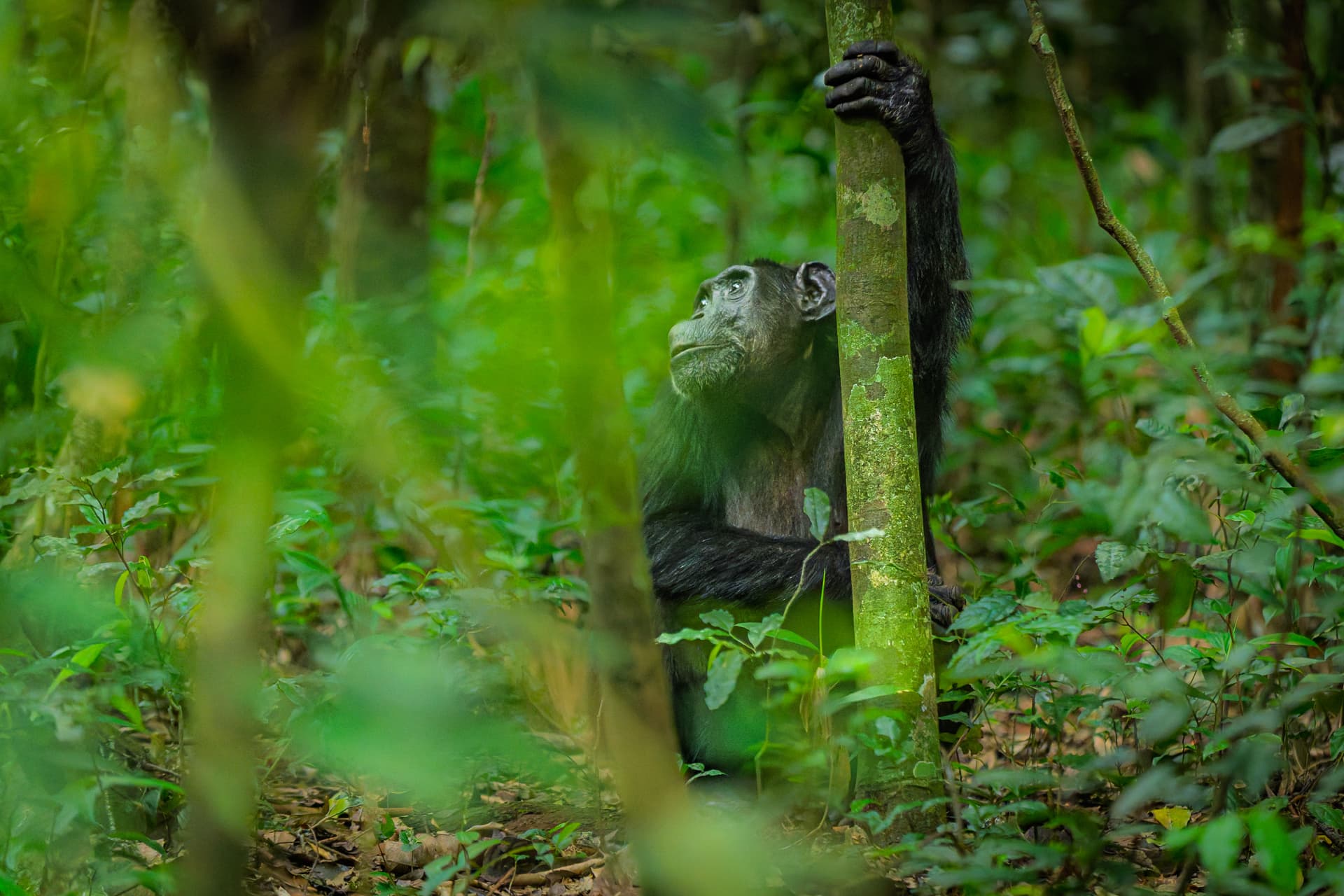 Primates of Uganda Photo Safari with Darren Donovan April 2027