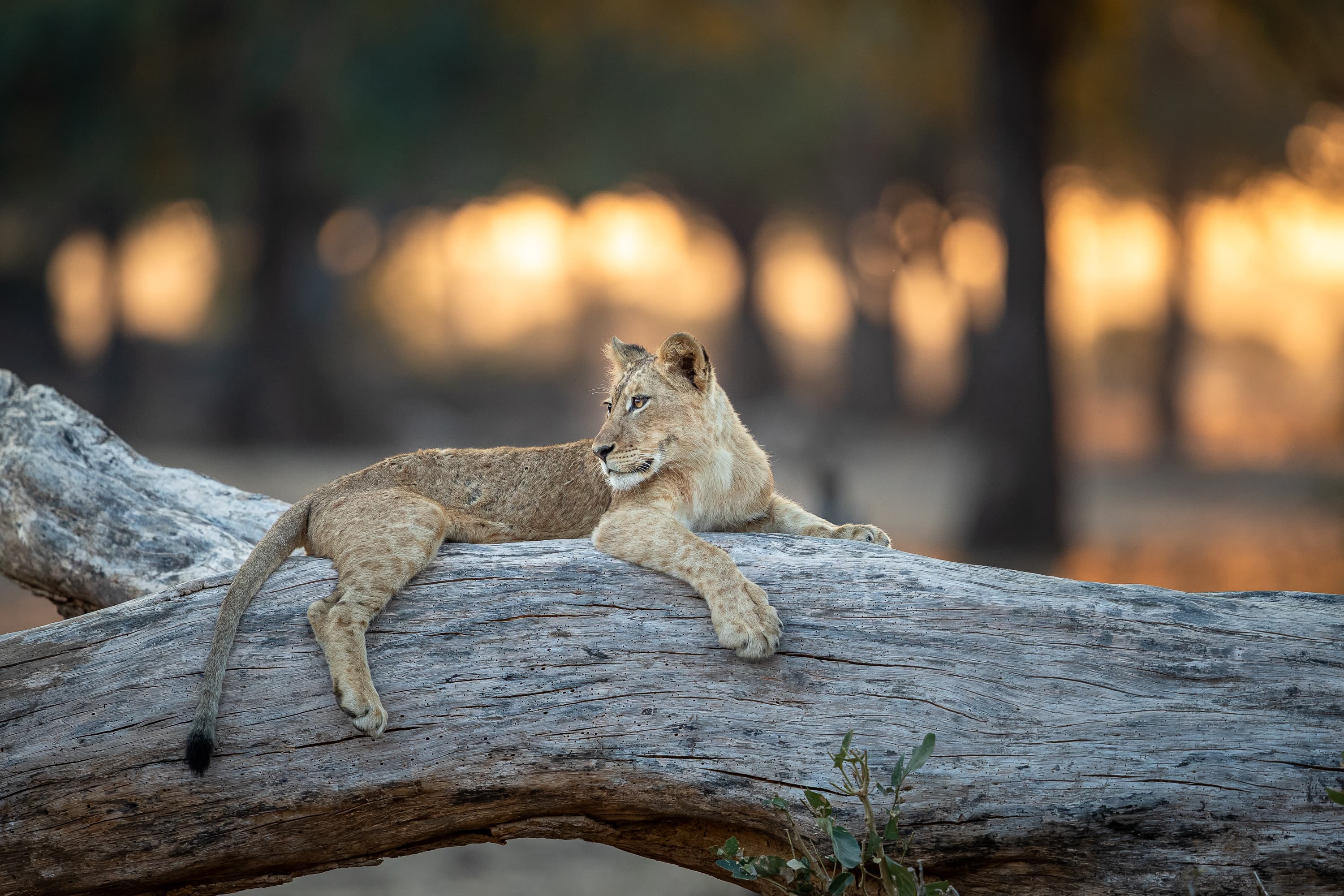 Lower Zambezi Photo Safari with Isak Pretorius April 2027