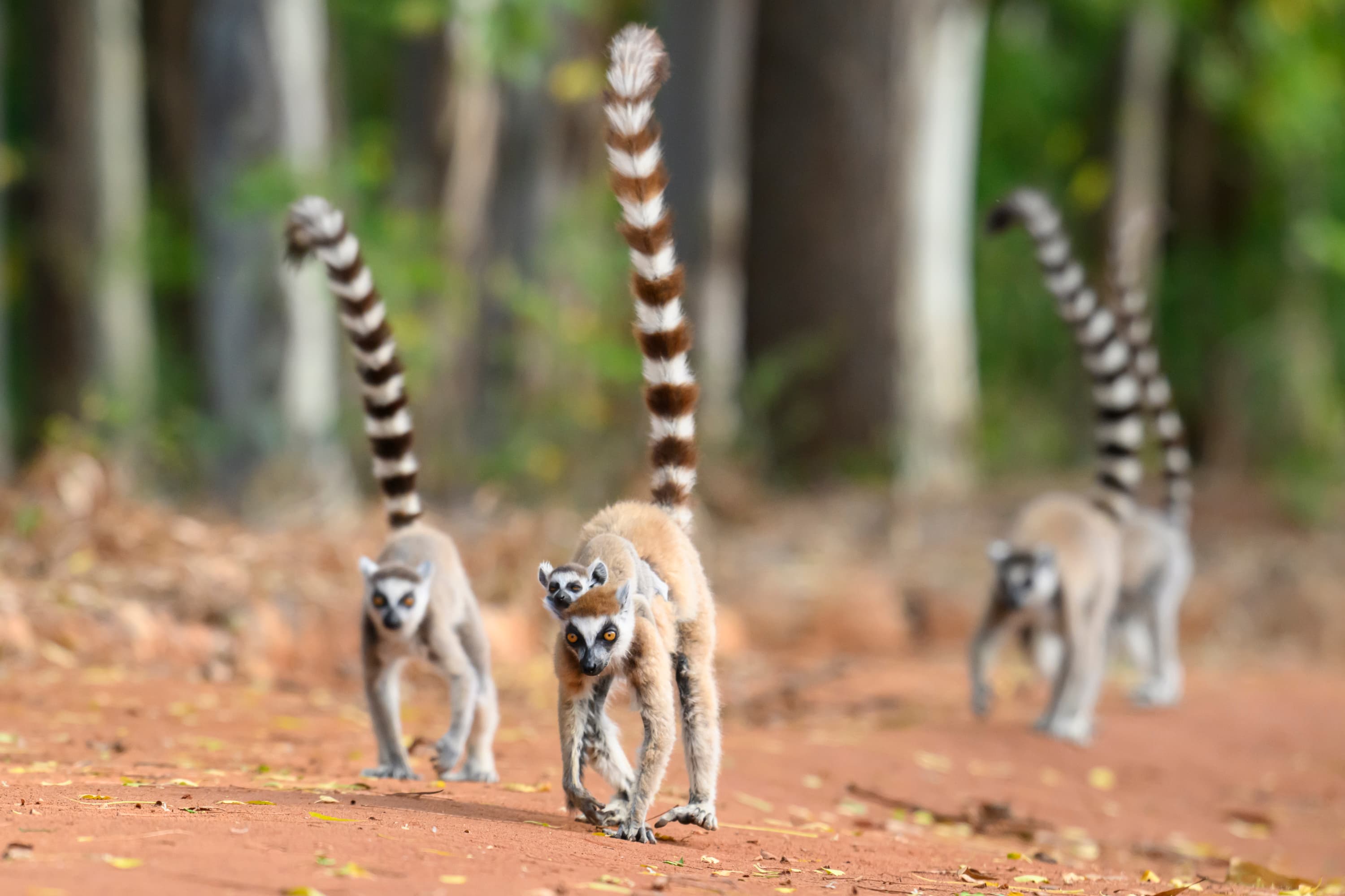 Madagascar Photo Safari with Darren Donovan October 2027