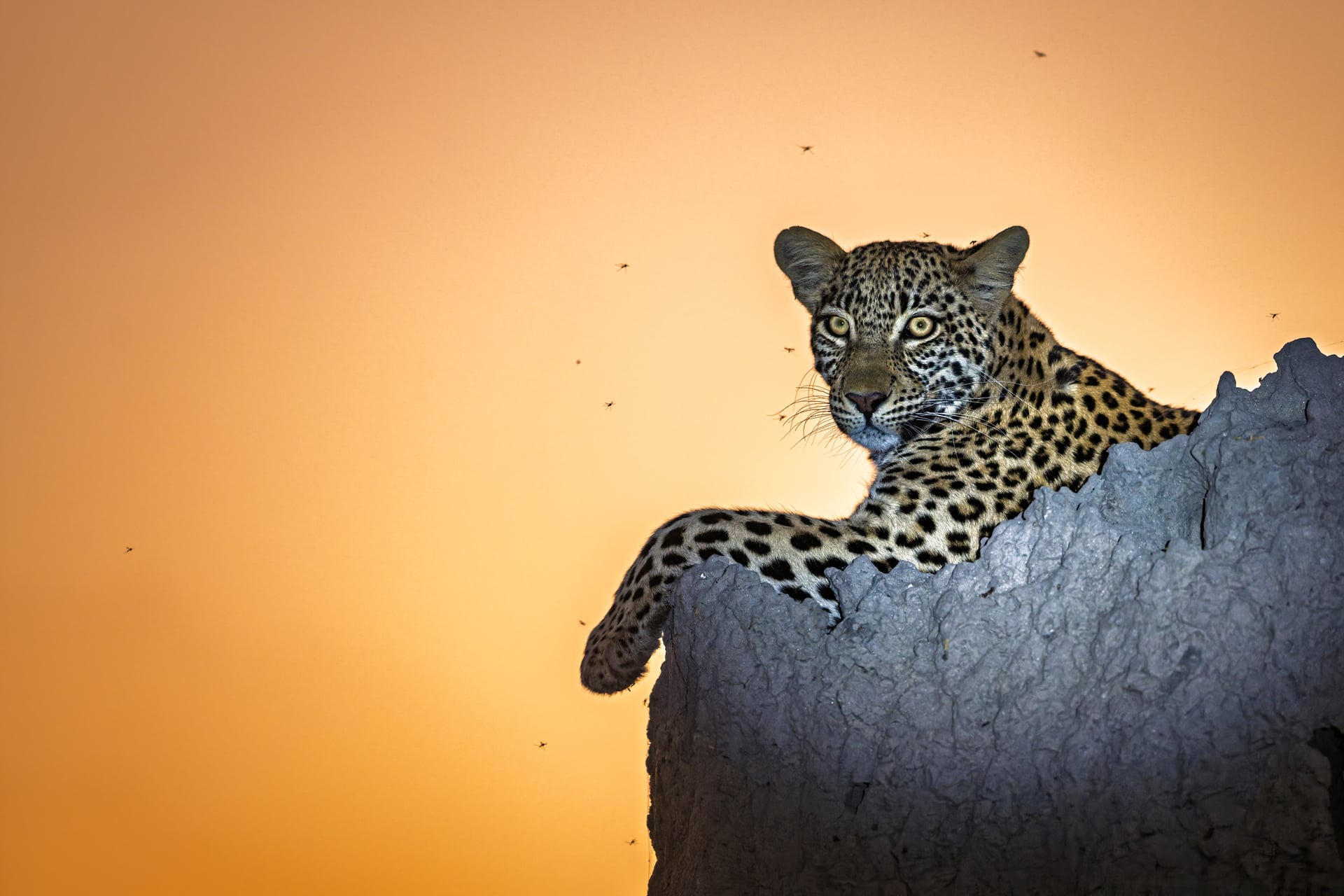Okavango Delta Green Season Photo Safari with Darren Donovan and Johan Enslin