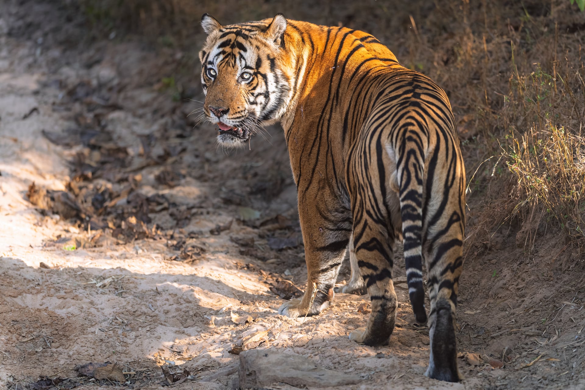 Soul of the Satpuras, India Photo Safari with Darren Donovan January 2028