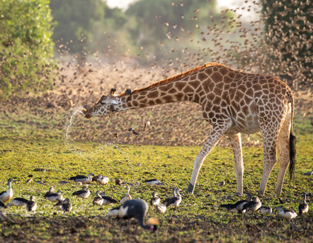 Chad Photo Safaris