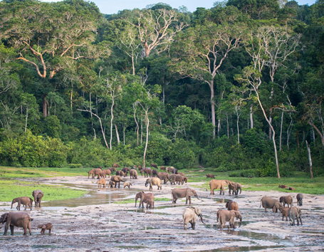 Central African Republic Photo Safaris