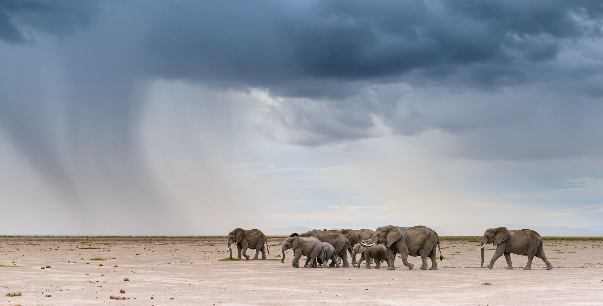Elephants african Tanzania storm safari