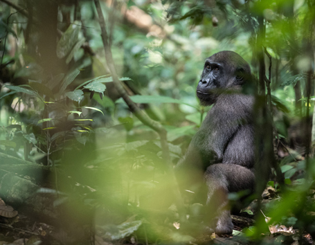 Gabon Photo Safaris