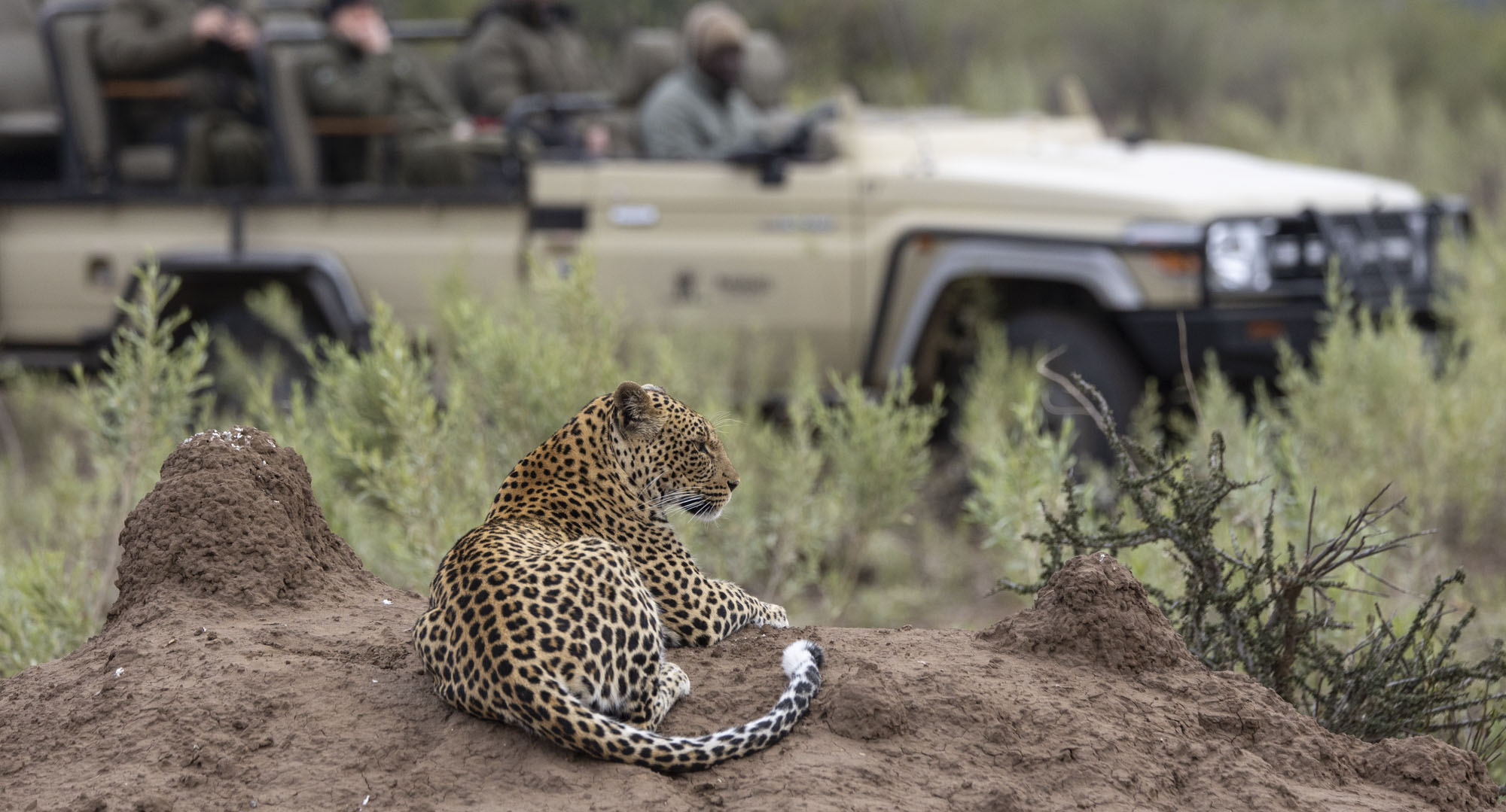 Cheetah Cub