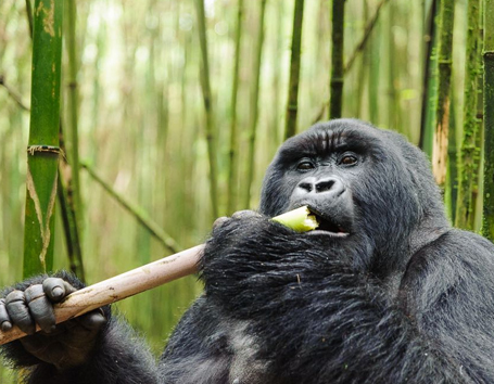 Rwanda Photo Safaris