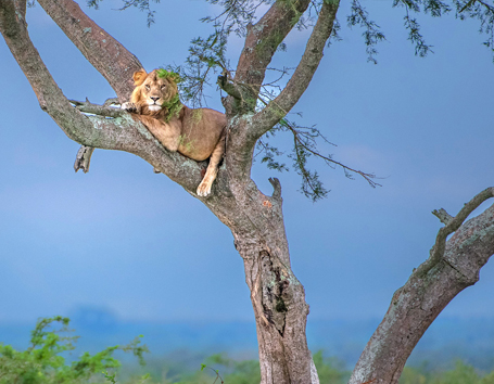 Uganda Photo Safaris