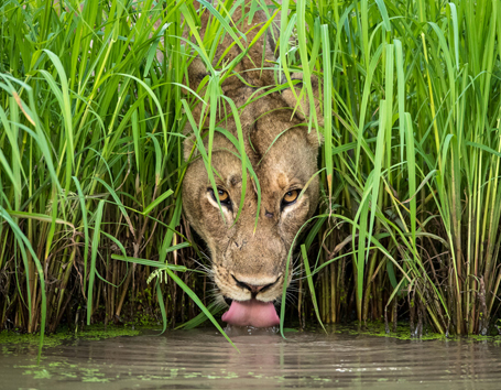 Zambia Photo Safaris