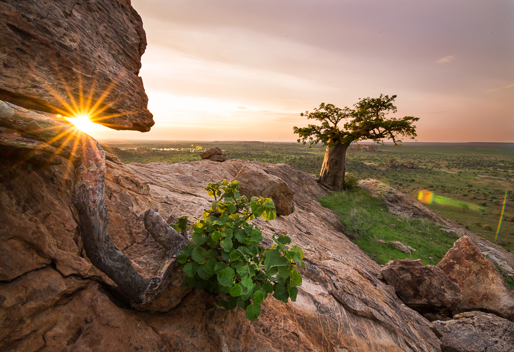 Iconic Trees of Mashatu