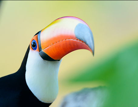 Brazil Photo Safaris