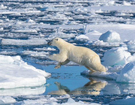 Artic Svalbard Photo Safaris