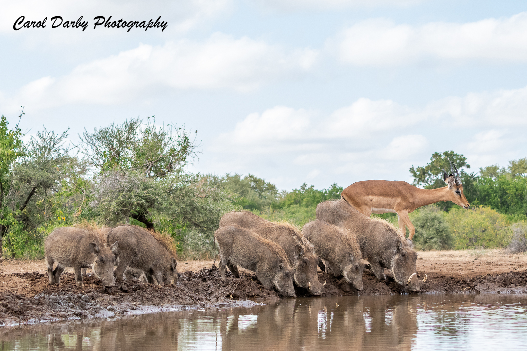 https://www.c4photosafaris.com/uploader/images/04_Mashatu_-00609.jpg