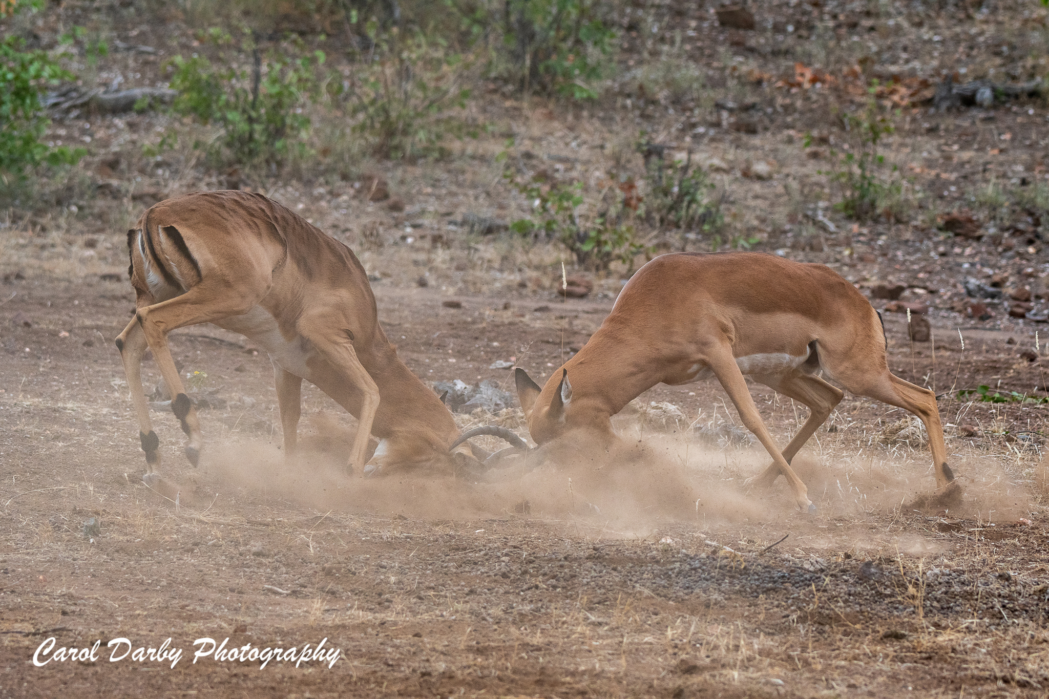 https://www.c4photosafaris.com/uploader/images/04_Mashatu_-00641.jpg