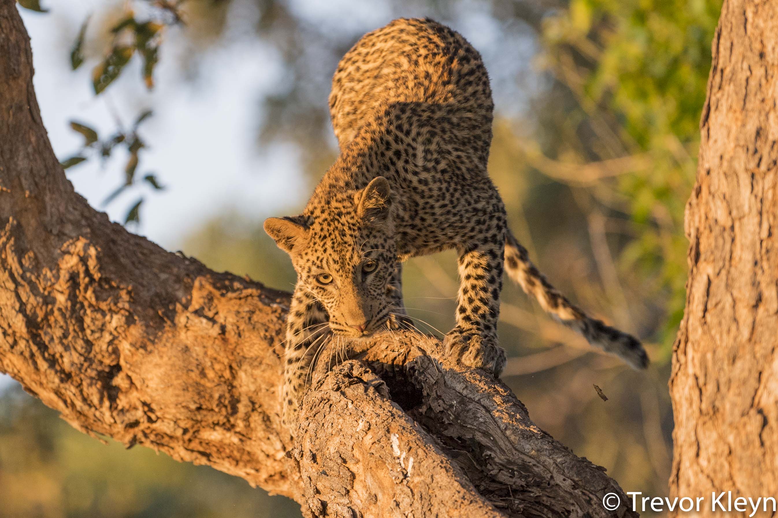 http://www.c4photosafaris.com/uploader/images/2018-03_Workshop-12.jpg