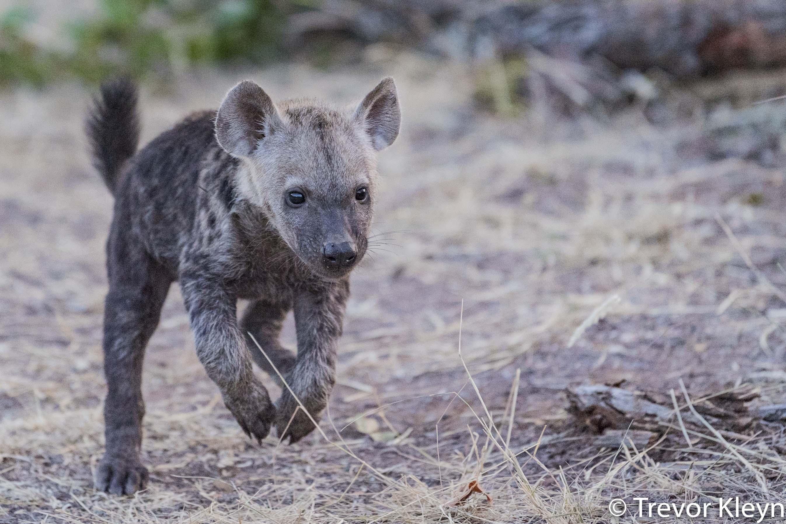 http://www.c4photosafaris.com/uploader/images/2018-04_Workshop-12.jpg