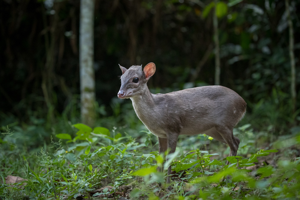 https://www.c4photosafaris.com/uploader/images/20181218_6563.jpg