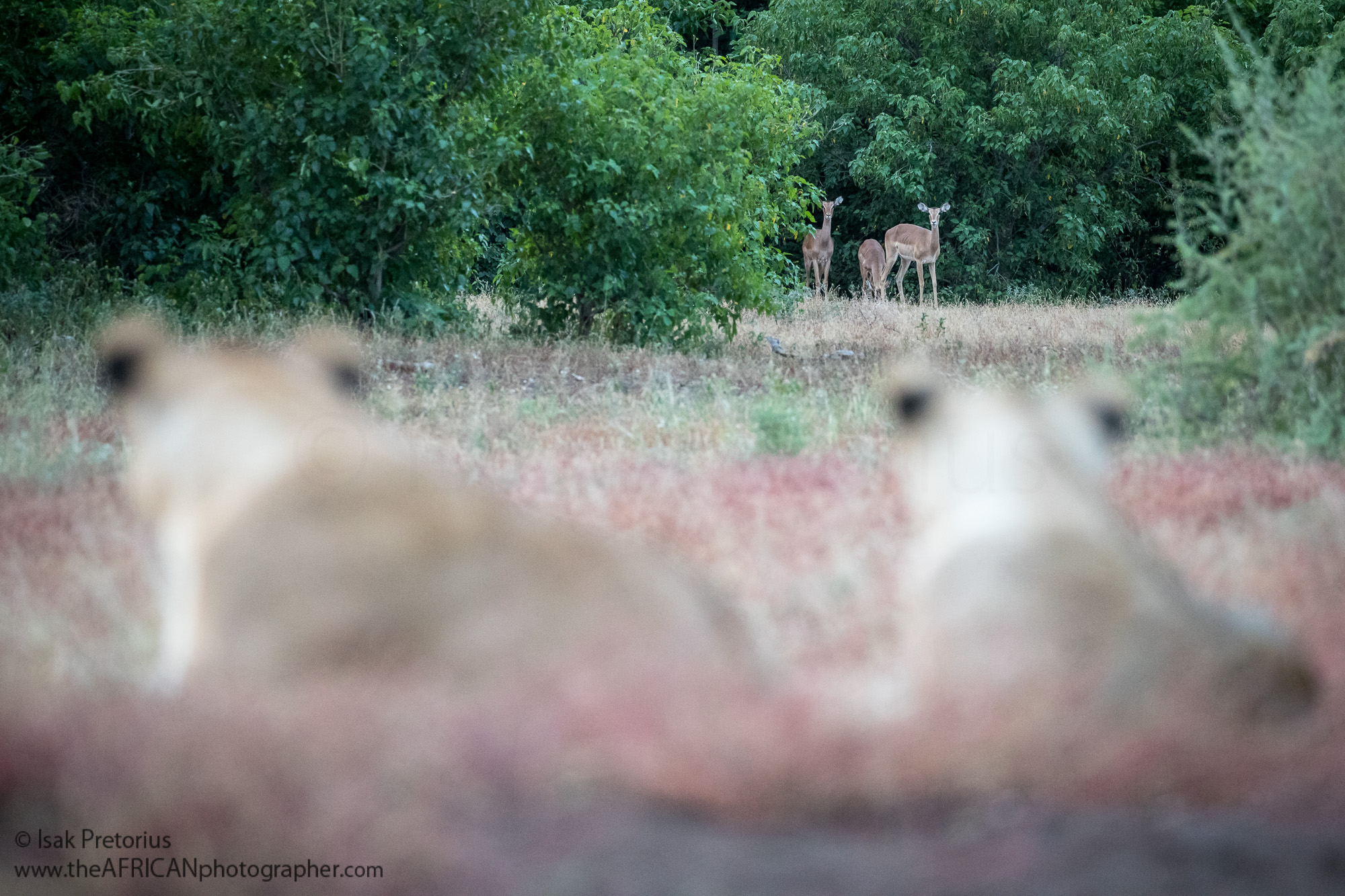 https://www.c4photosafaris.com/uploader/images/20190406_0700.jpg