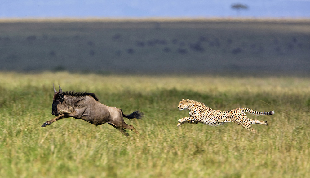 http://www.c4photosafaris.com/uploader/images/AngieScott.Cat3.CheetahHunt-small.jpg