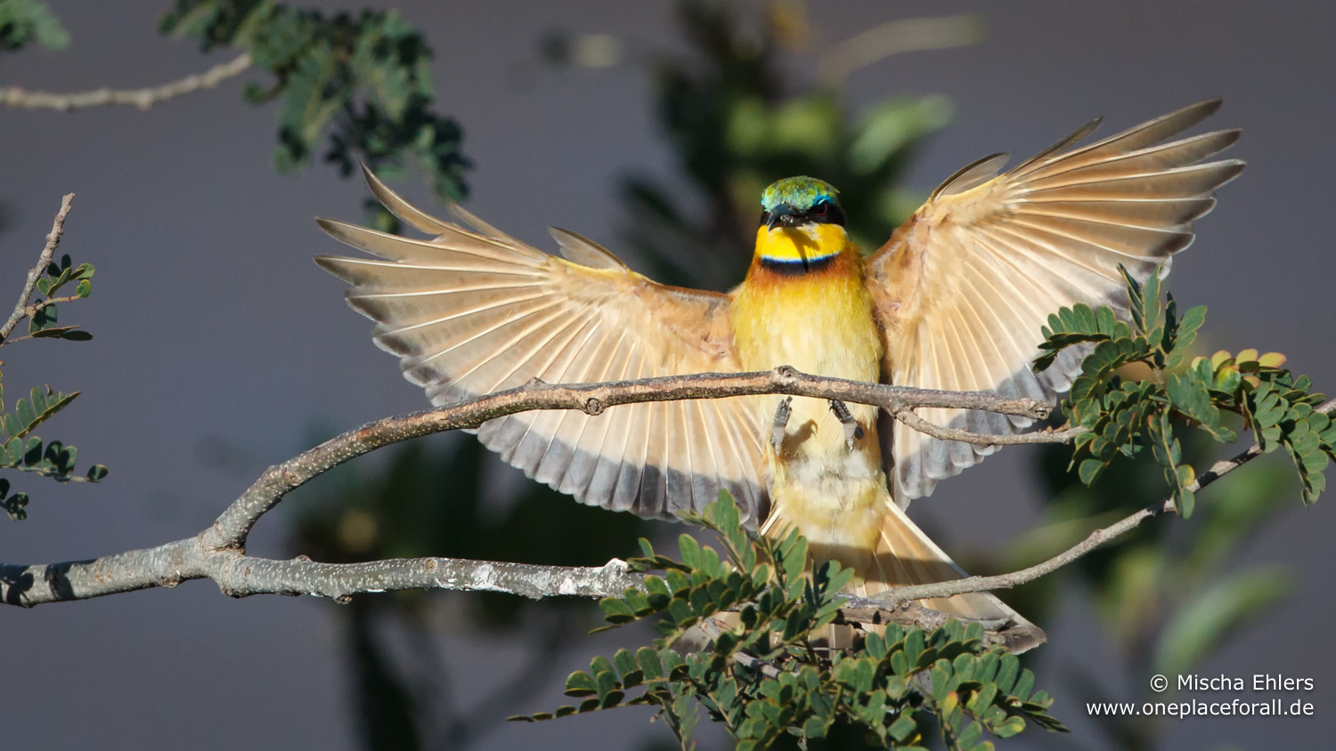 http://www.c4photosafaris.com/uploader/images/Bee-Eater_arriving.jpg