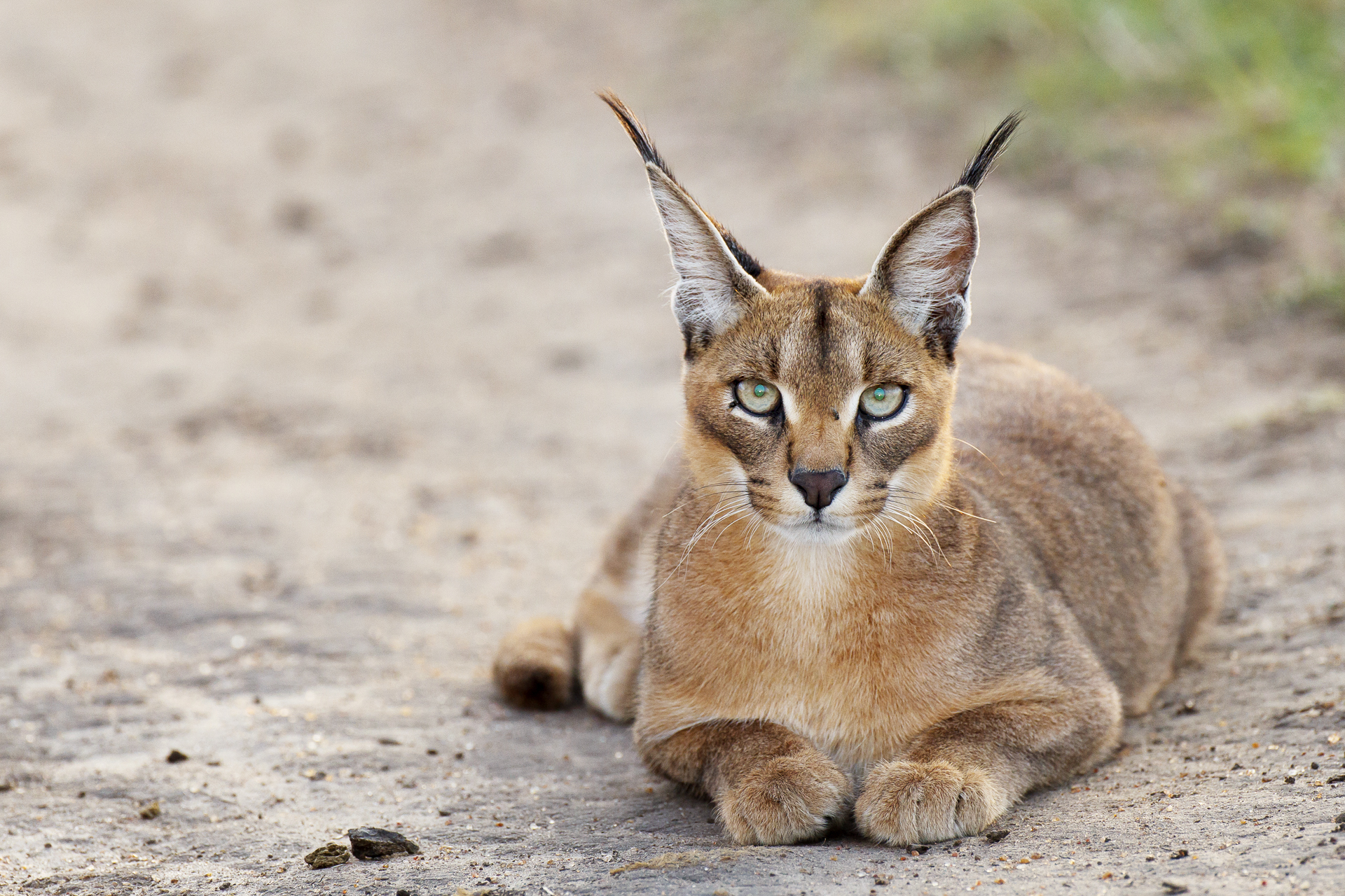 http://www.c4photosafaris.com/uploader/images/Caracal.jpg