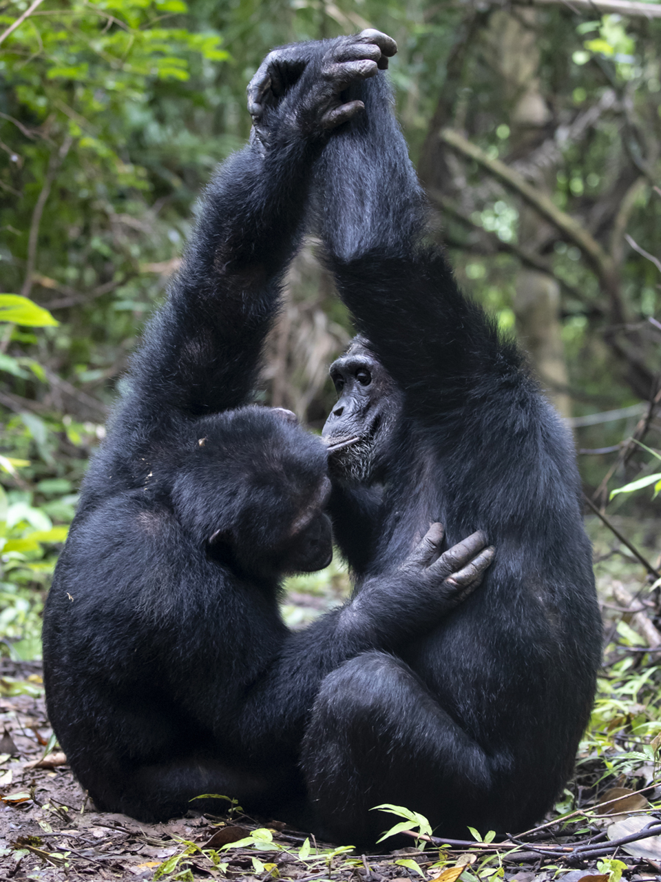 https://www.c4photosafaris.com/uploader/images/Chimps-2.jpg