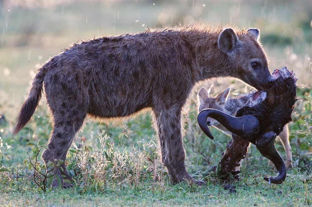 https://www.c4photosafaris.com/uploader/images/Chimps-7.jpg