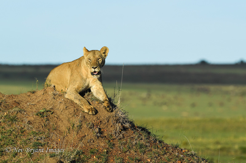 http://www.c4photosafaris.com/uploader/images/DSC_0970.jpg