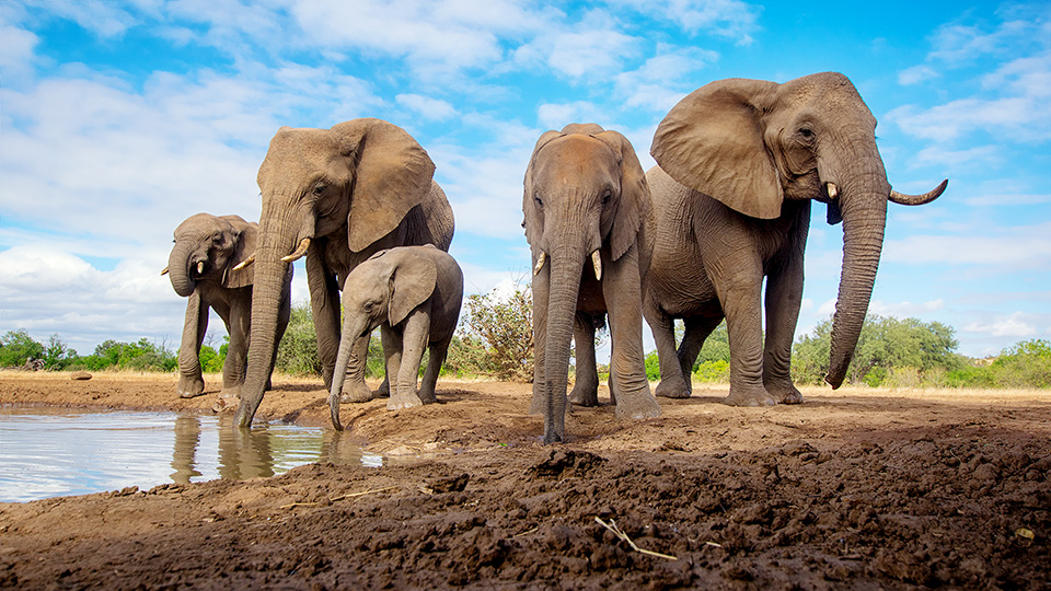 http://www.c4photosafaris.com/uploader/images/Elephants_-_Bennie_Vivier_-_Pentax_K3_and_Sigma_10-20mm.jpg