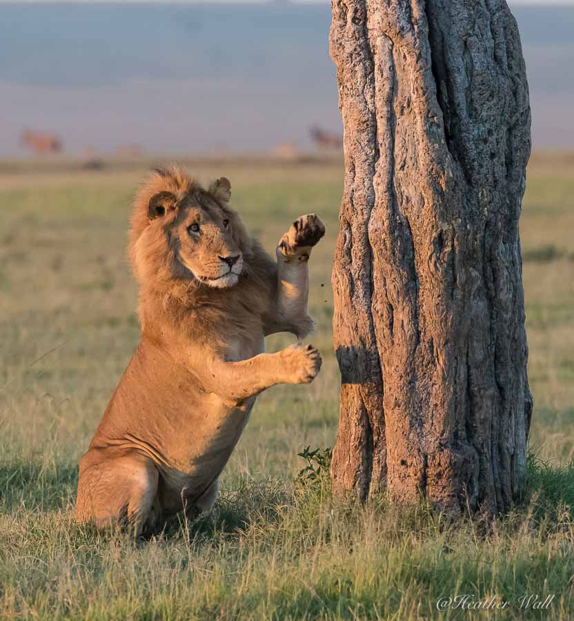 https://www.c4photosafaris.com/uploader/images/Frustration.jpg