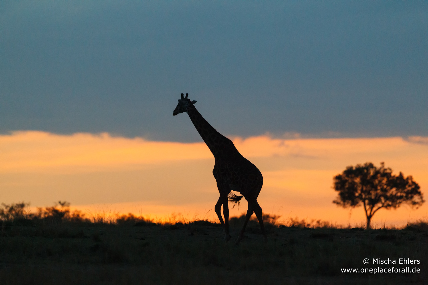 http://www.c4photosafaris.com/uploader/images/Girafe_Sunset.jpg