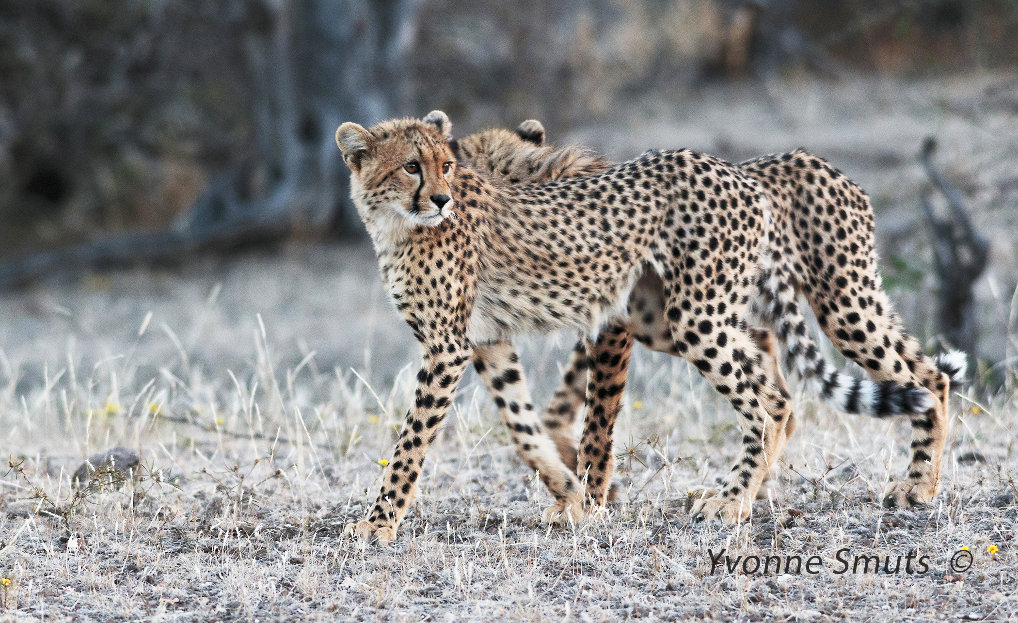 http://www.c4photosafaris.com/uploader/images/IMG_1880_7x4_cheetahs_walking.jpg