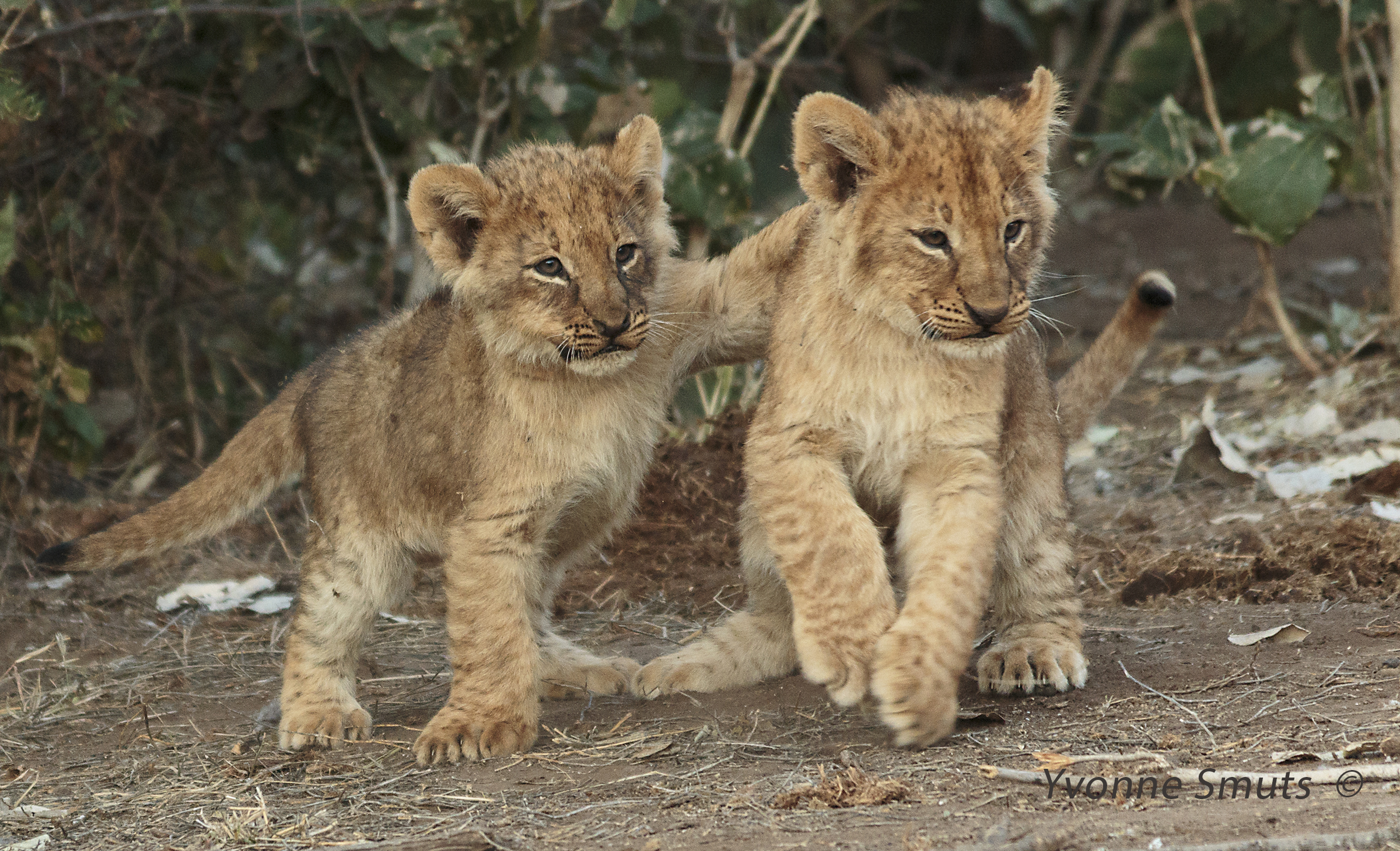 http://www.c4photosafaris.com/uploader/images/IMG_2925_8x5_Lion_cubs.jpg