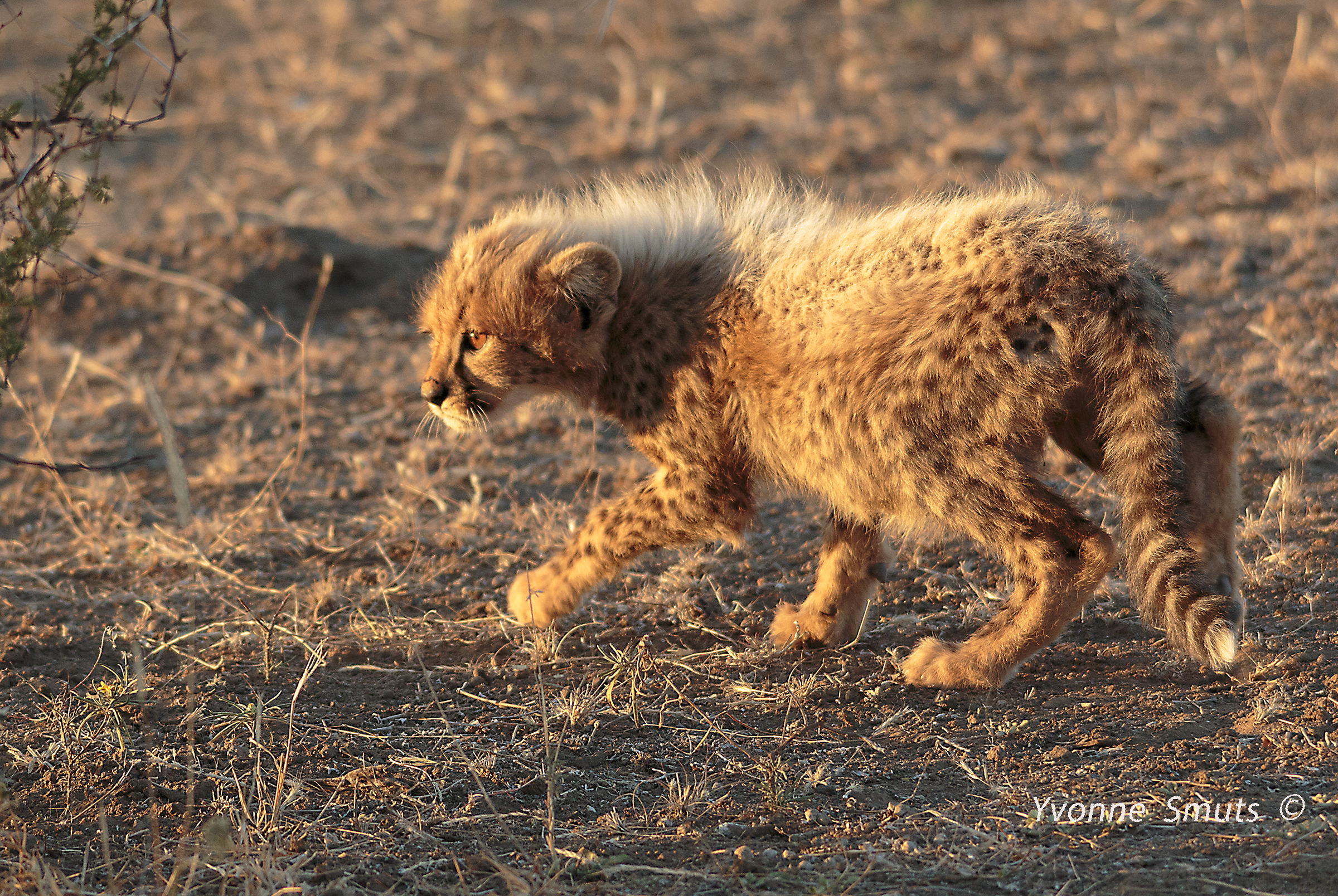 http://www.c4photosafaris.com/uploader/images/IMG_3279_8x5_Baby_Cheetah.jpg