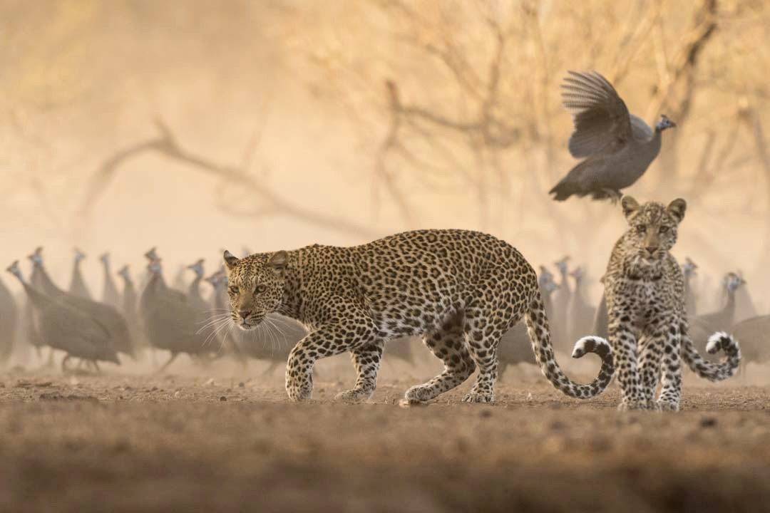 http://www.c4photosafaris.com/uploader/images/JK_Leopard_.jpg