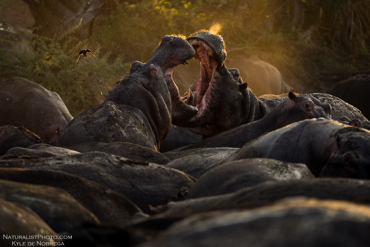 http://www.c4photosafaris.com/uploader/images/Katavi_National_Park.jpg