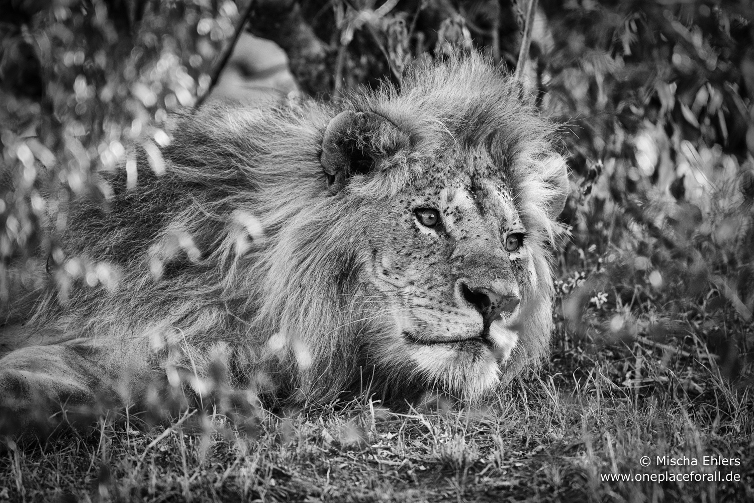 http://www.c4photosafaris.com/uploader/images/Lion_BW.jpg