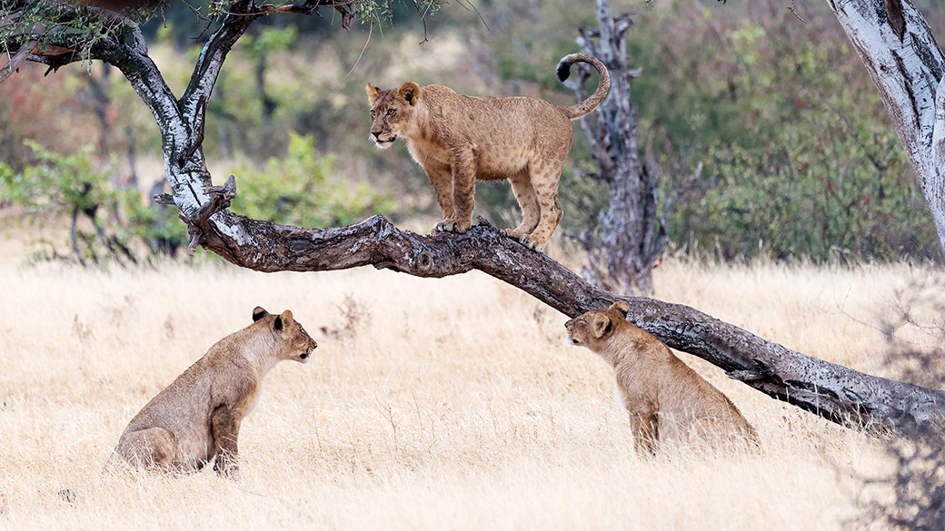 http://www.c4photosafaris.com/uploader/images/Lions_-_Bennie_Vivier_-_Nikon_D750_and_Sigma_150-600.jpg