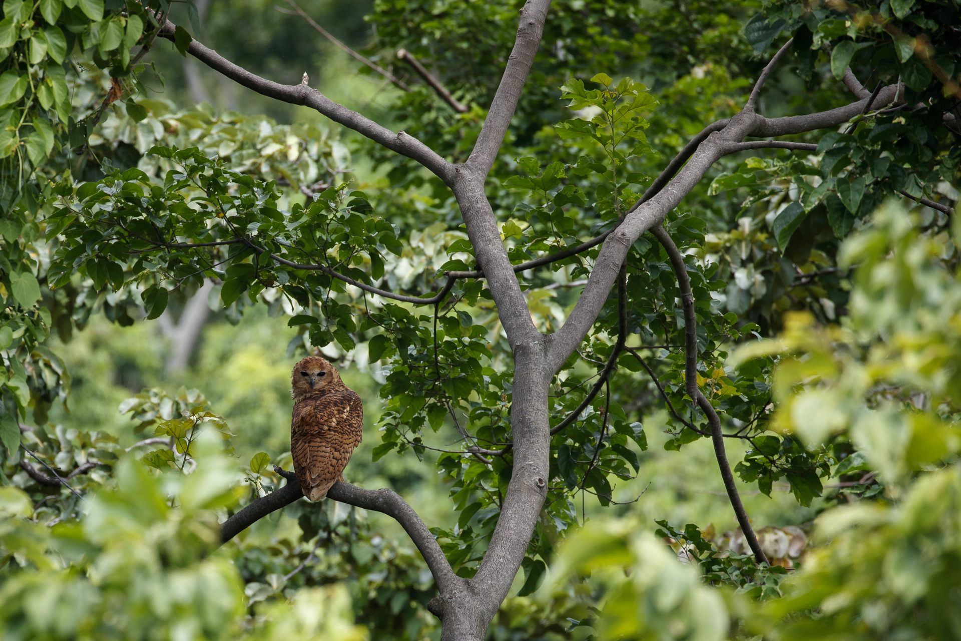 https://www.c4photosafaris.com/uploader/images/Mahale.jpg