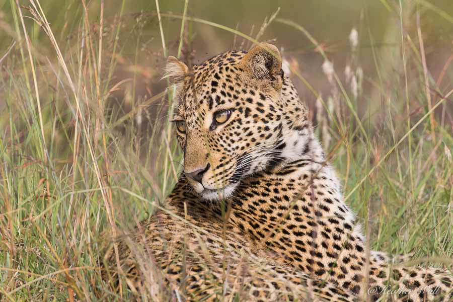 https://www.c4photosafaris.com/uploader/images/Mara_Leopard.jpg