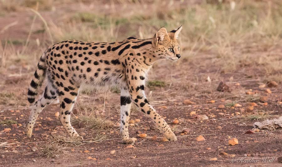 https://www.c4photosafaris.com/uploader/images/Mara_Serval.jpg